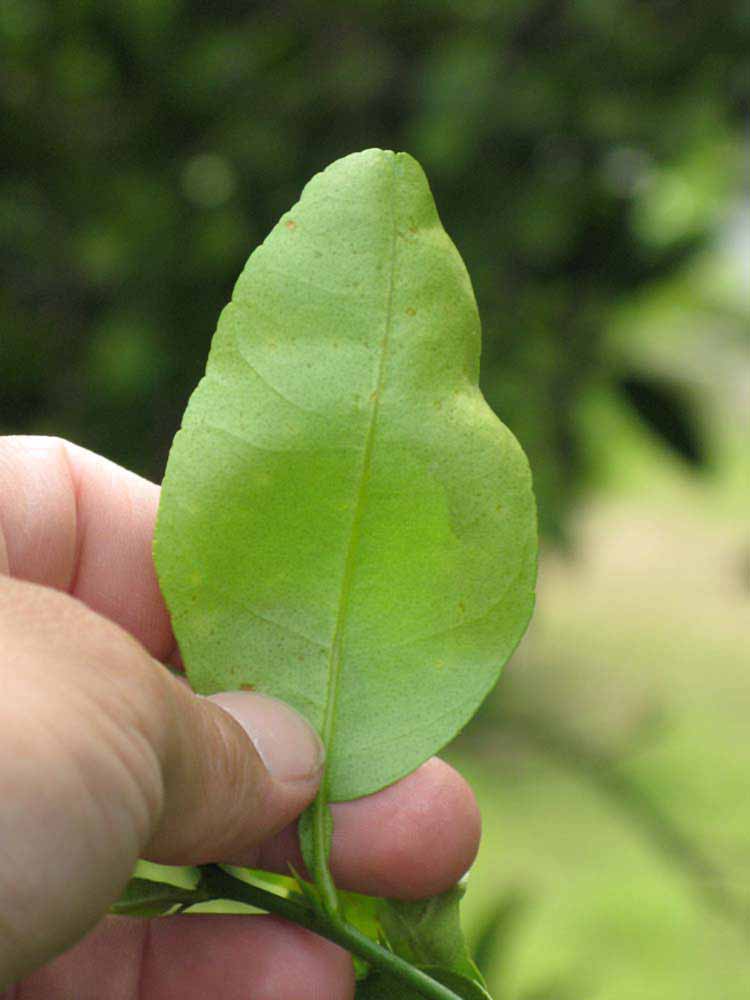            Unifoliolate leaf (Key, Winter Haven, FL)   